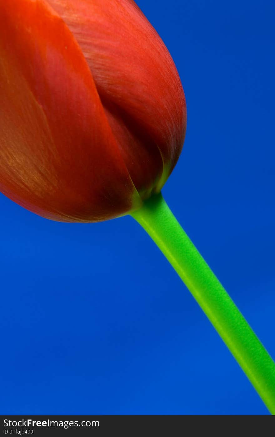 Image of red tulip against vivid blue