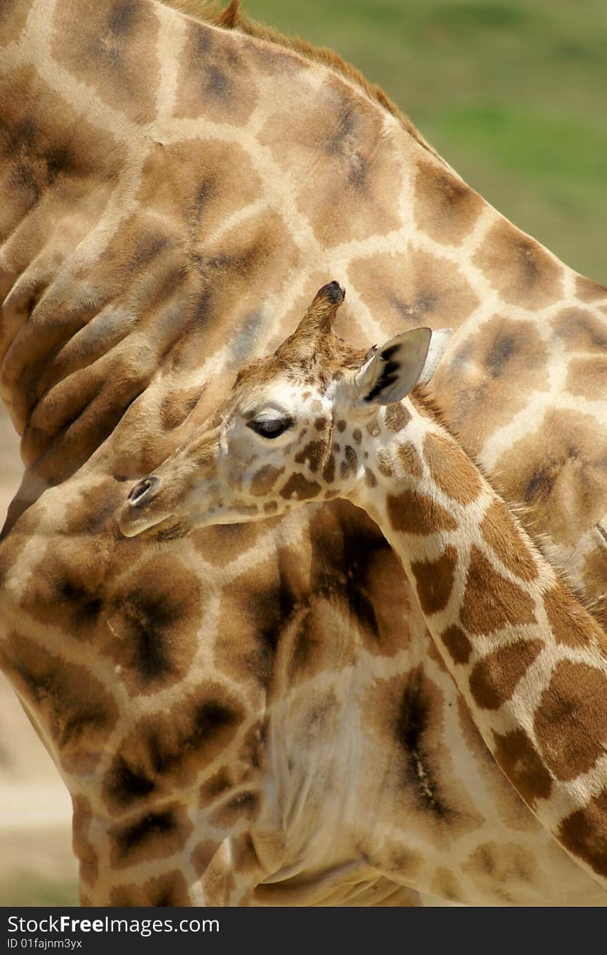 Mother And Baby Giraffe