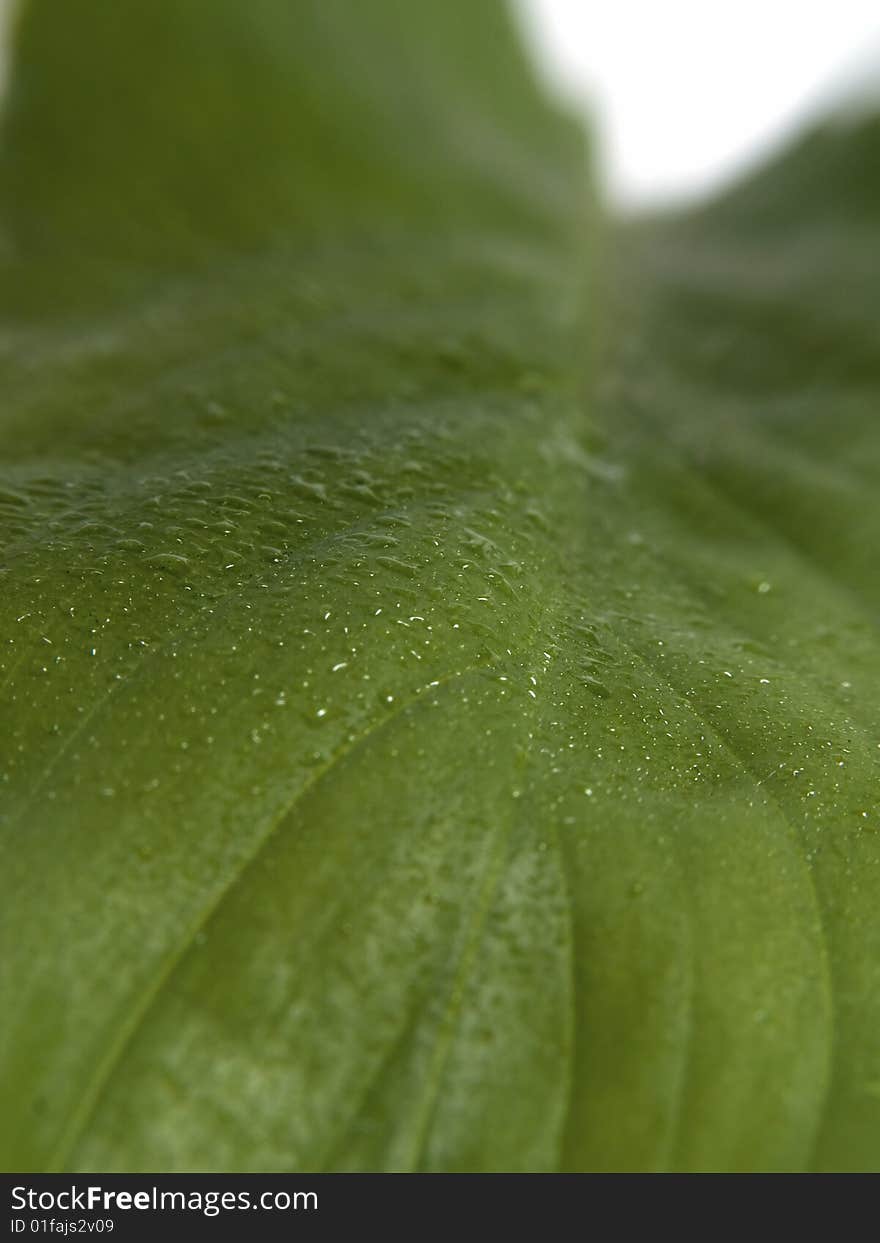 Green plant leaf with water droplets macro. Green plant leaf with water droplets macro