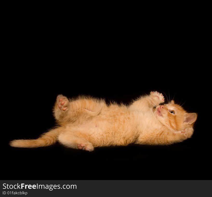 Kitten paying on a black background