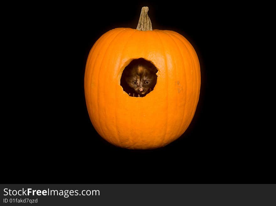 A kitten peeks out of a hole carved into a pumpkin on black background. A kitten peeks out of a hole carved into a pumpkin on black background