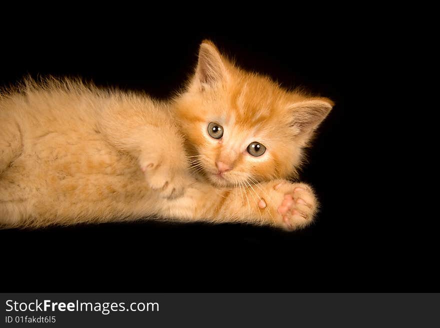 Kitten Paying On A Black Background