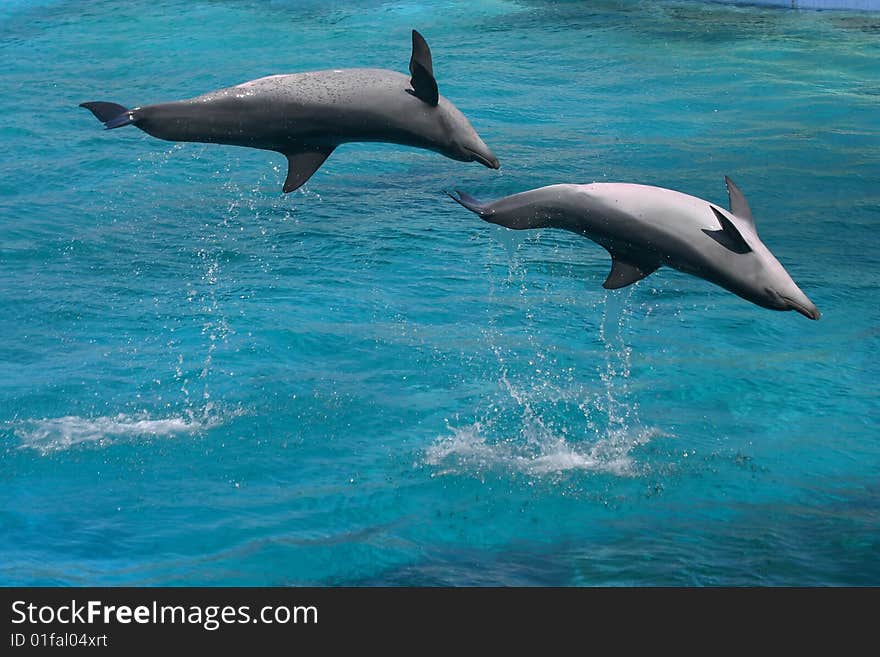 Bottlenose Dolphins Two Jumping