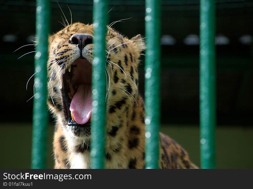 Captive leopard behind bars, yawning