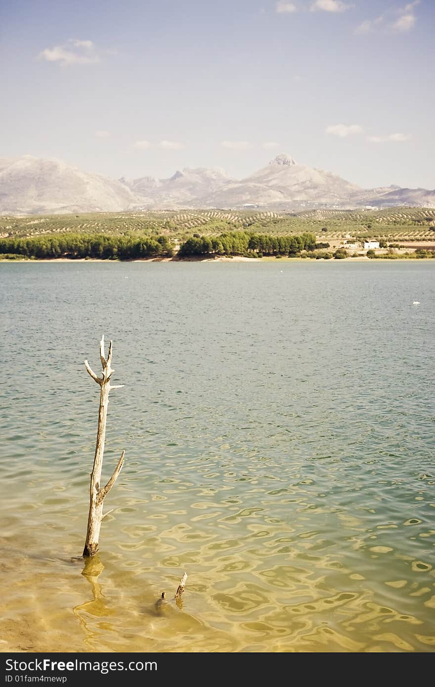 Dead branch over the water. Dead branch over the water