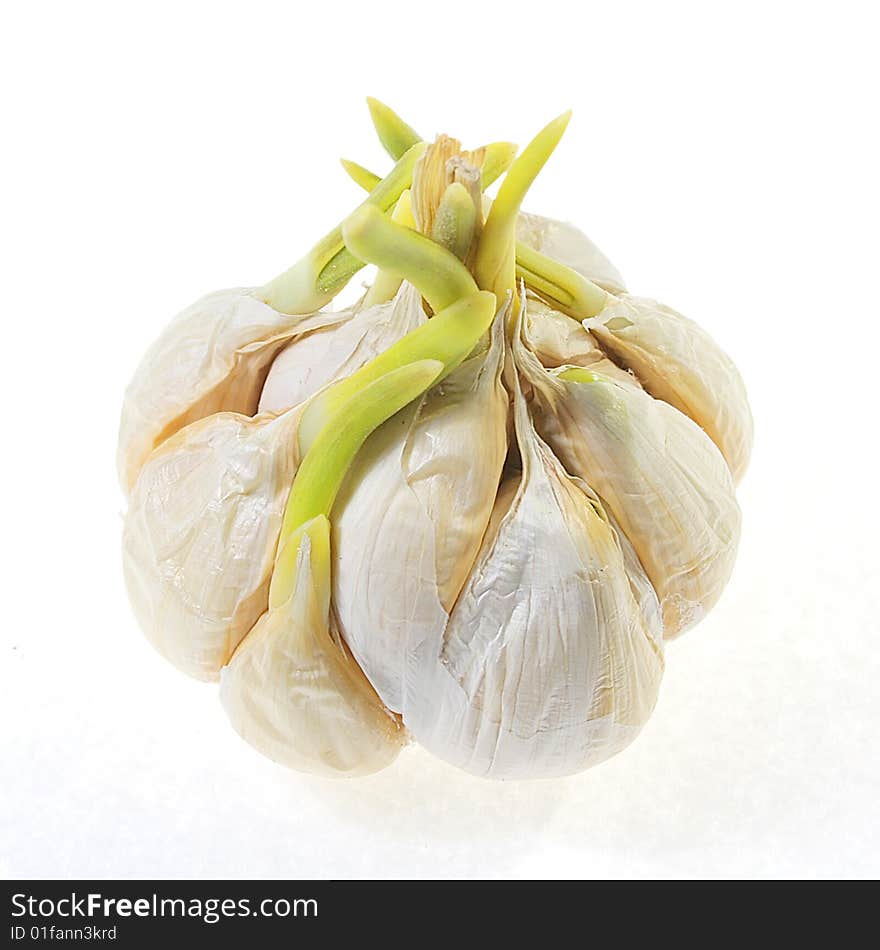 Garlic