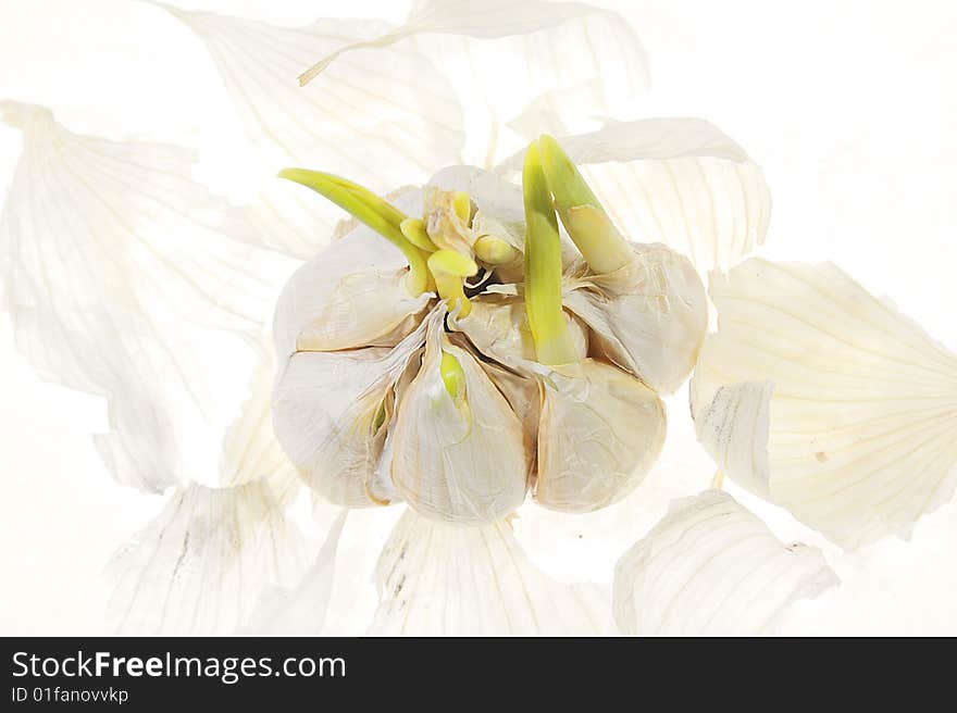 Fresh garlic in the market