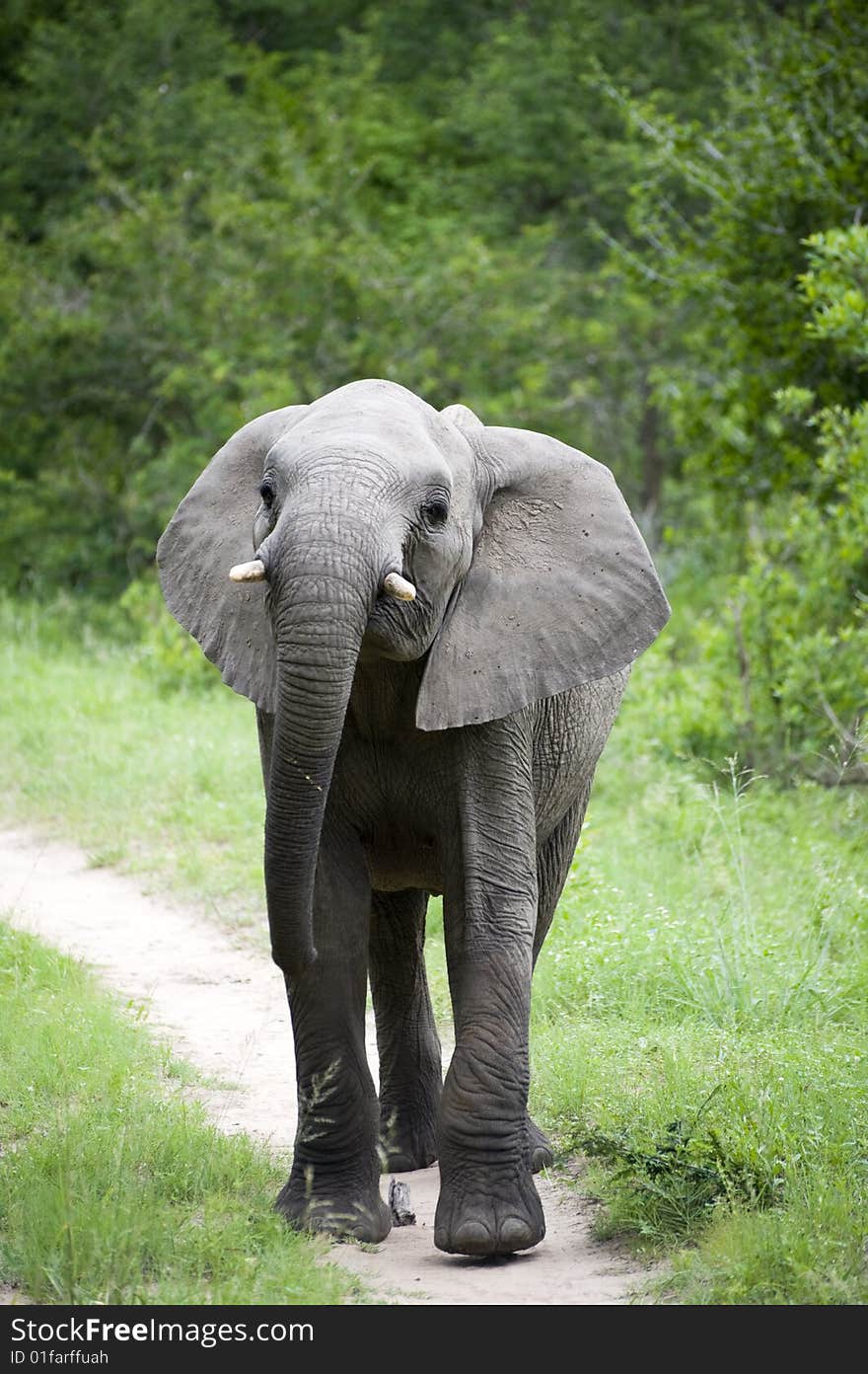 Young Elephant Mock Charging on safari in south africa.