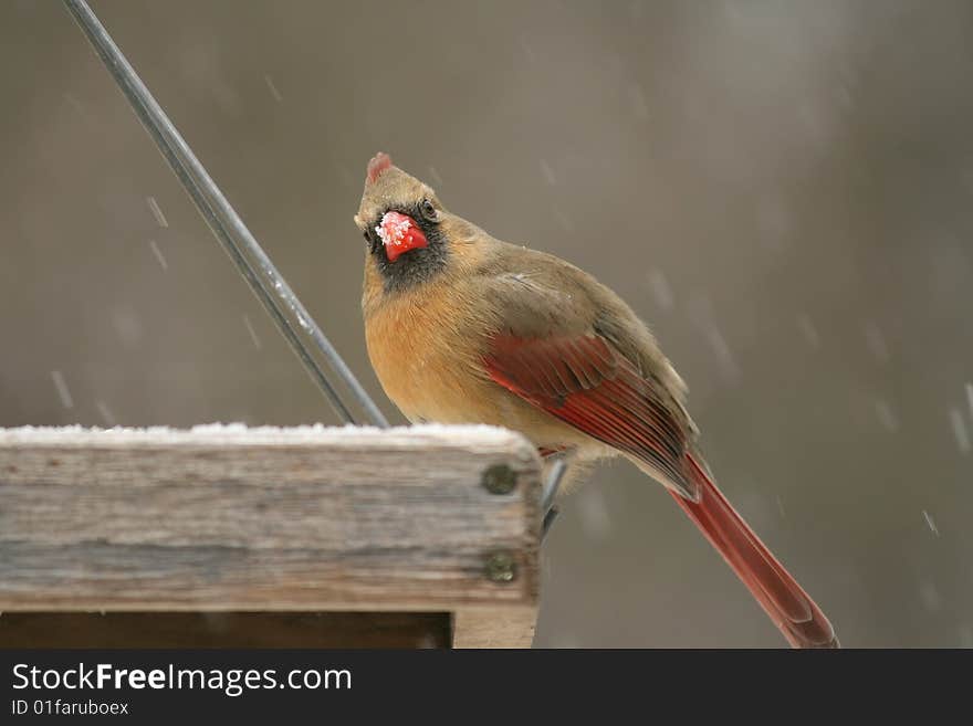 Snow Covered Female Cardinal