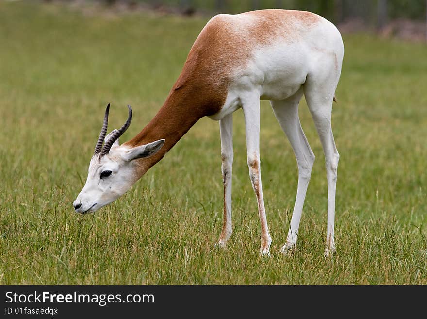 Grazing Gazelle