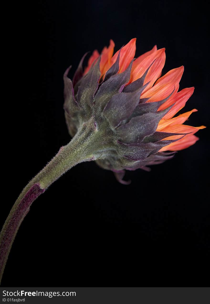 Abstract Orange Sunflower against Black