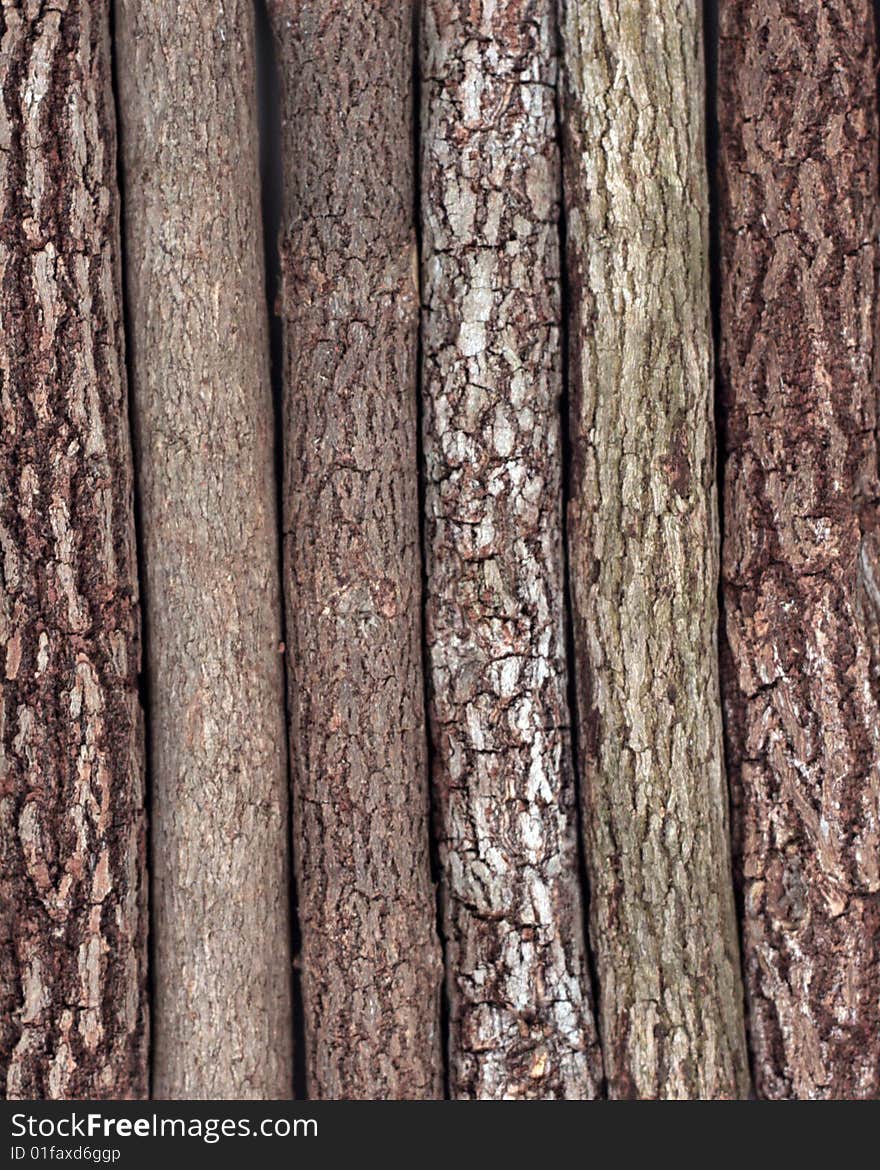 Bark Background