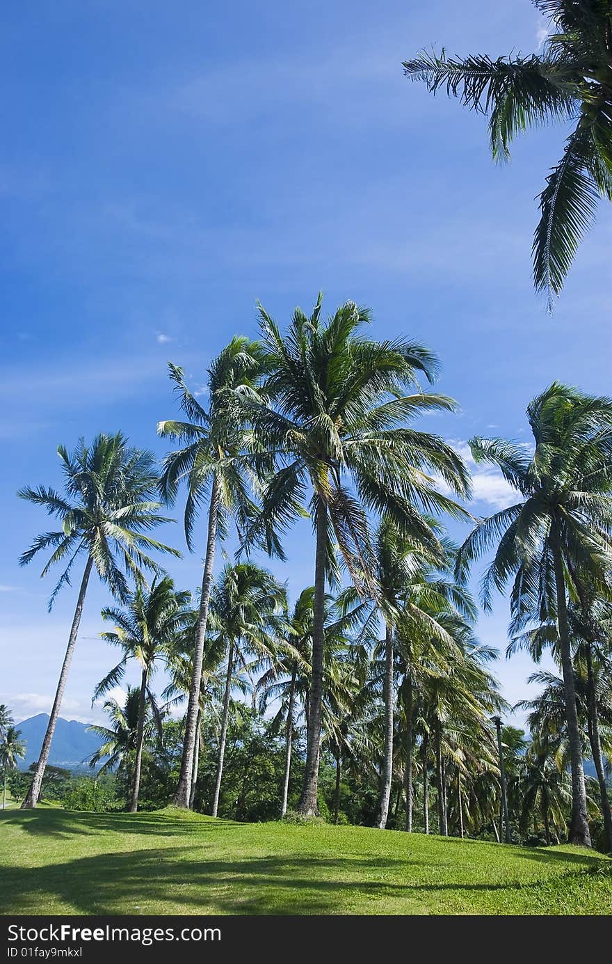 View of coconut trees in a golf course; Philippines