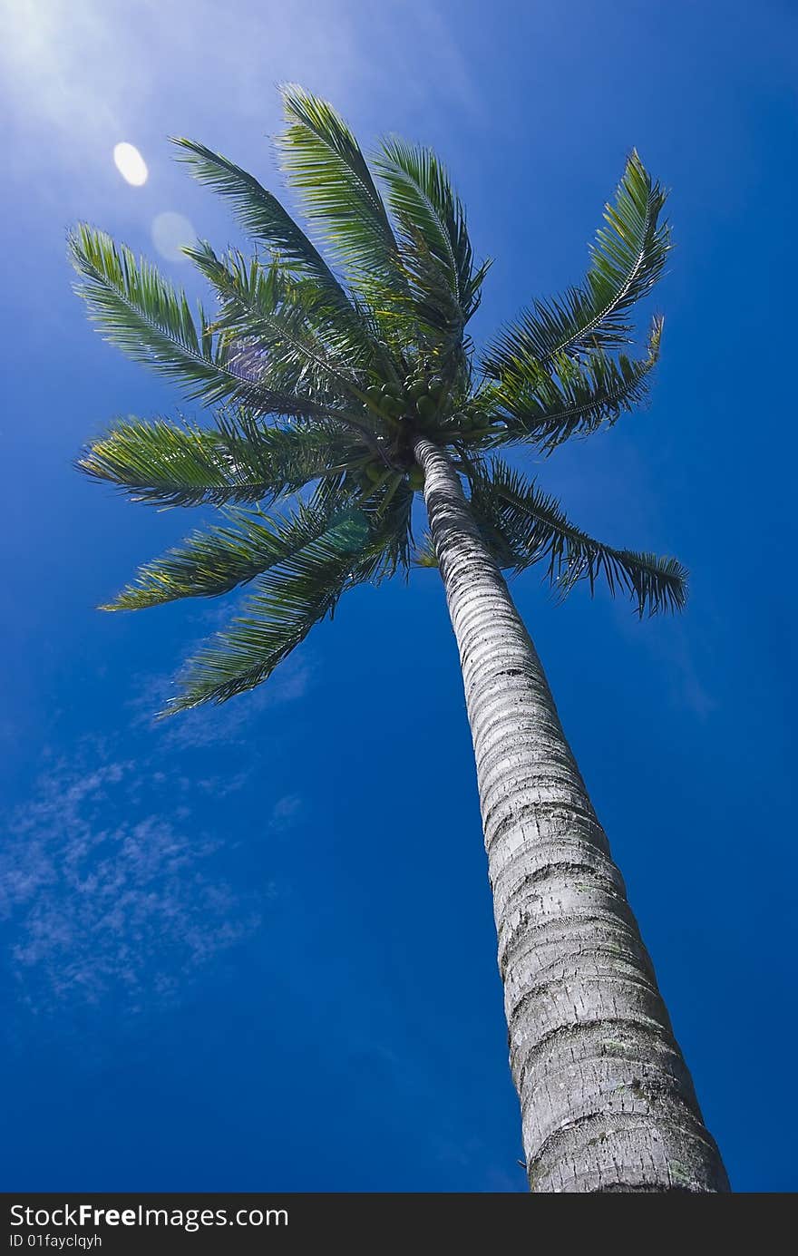 The view from below; coconut tree against blue sky