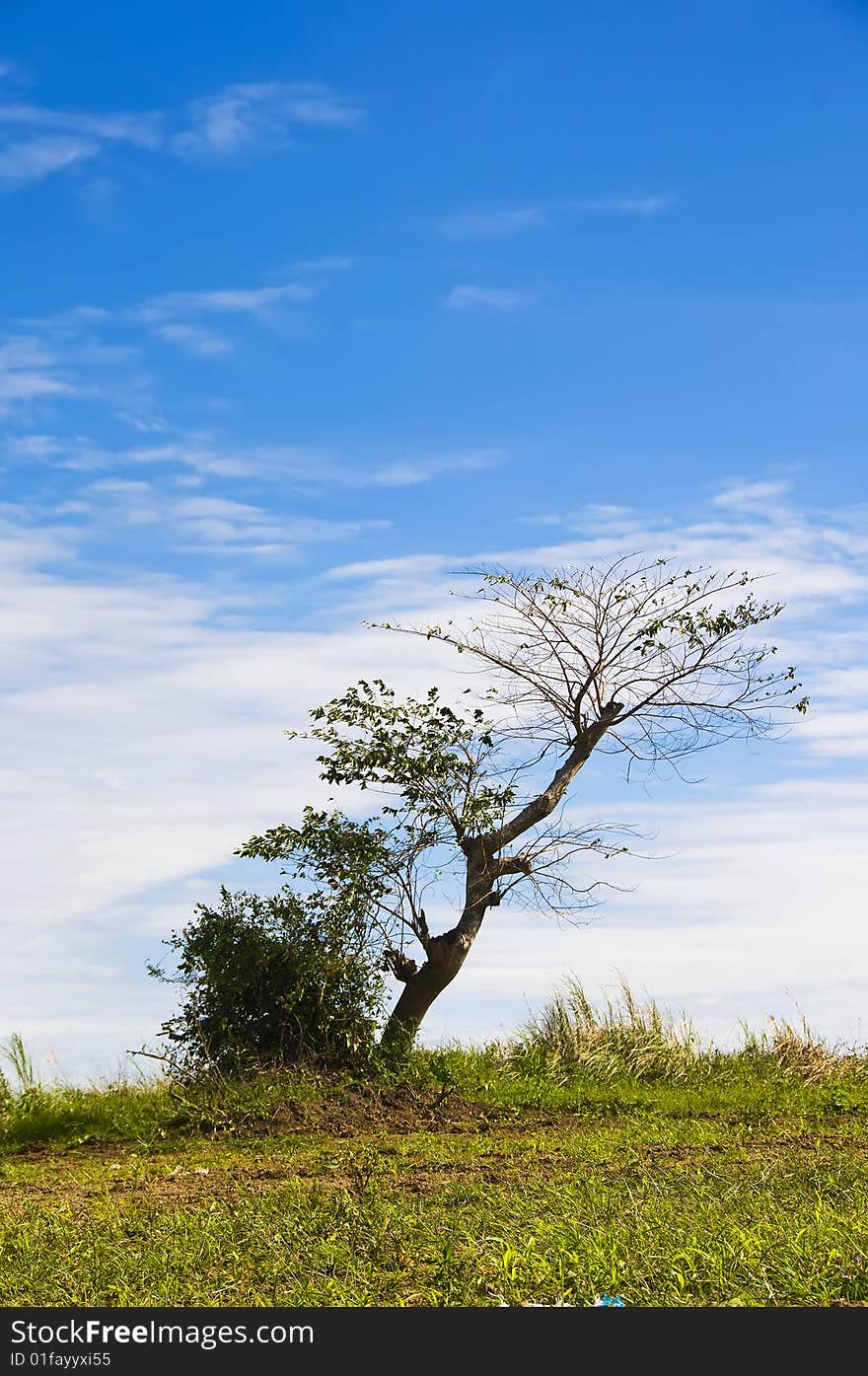 Tree beside bush against blue sky. Tree beside bush against blue sky