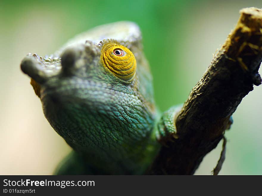 Iguana looking upwards