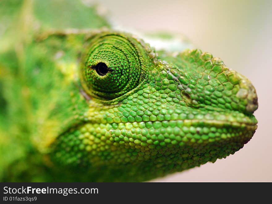 Iguana close-up portrait