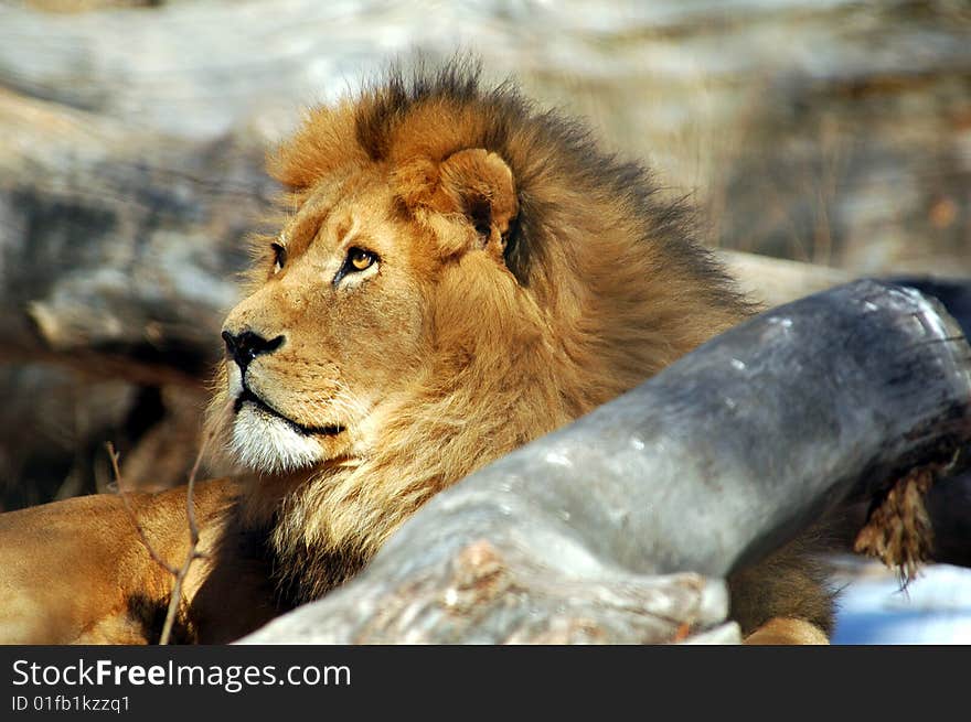 Lion resting on rock looking in control. Lion resting on rock looking in control