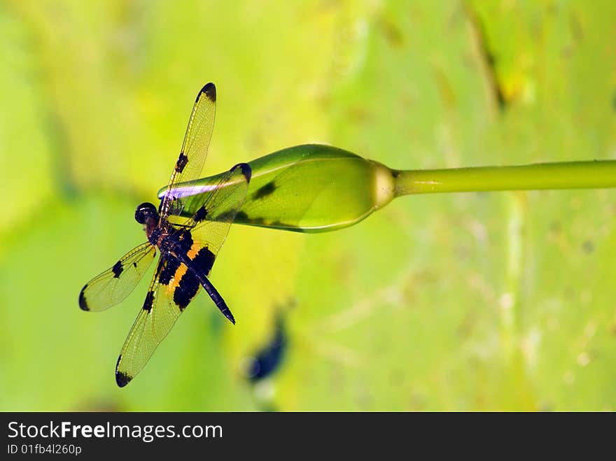 Dragonfly landed on a waterlily. Dragonfly landed on a waterlily