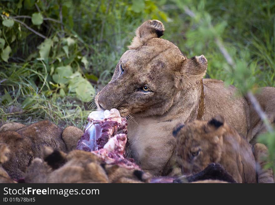 Lion family eating their prey in Kruger Park