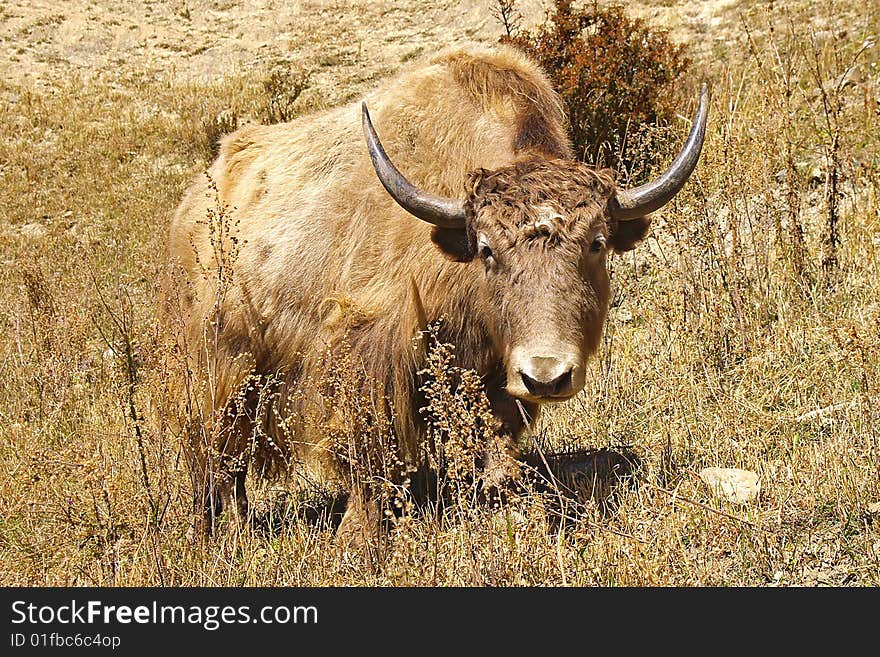 Yak on the pasture