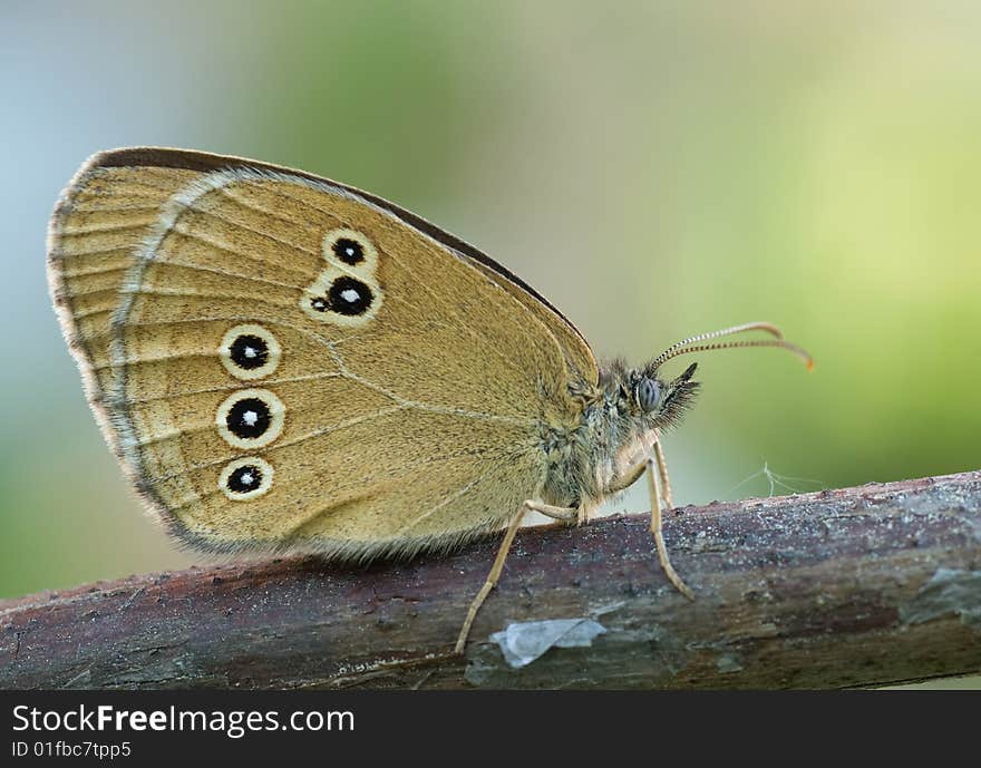 The Ringlet (aphantopus hyperantus) sitting on a branch. The Ringlet (aphantopus hyperantus) sitting on a branch