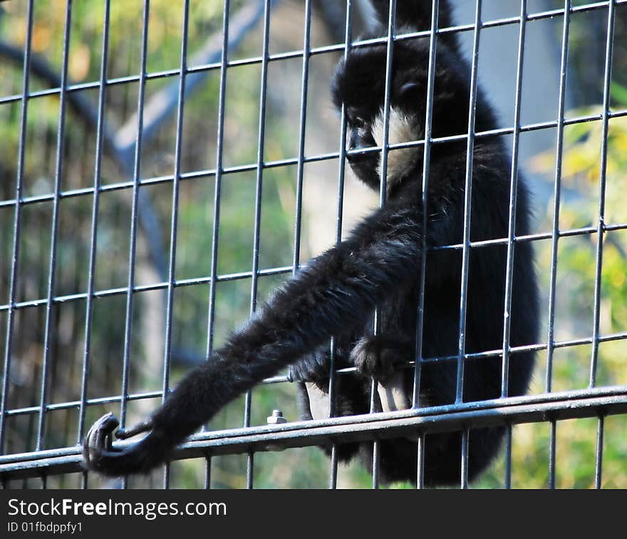 white-cheeked gibbon