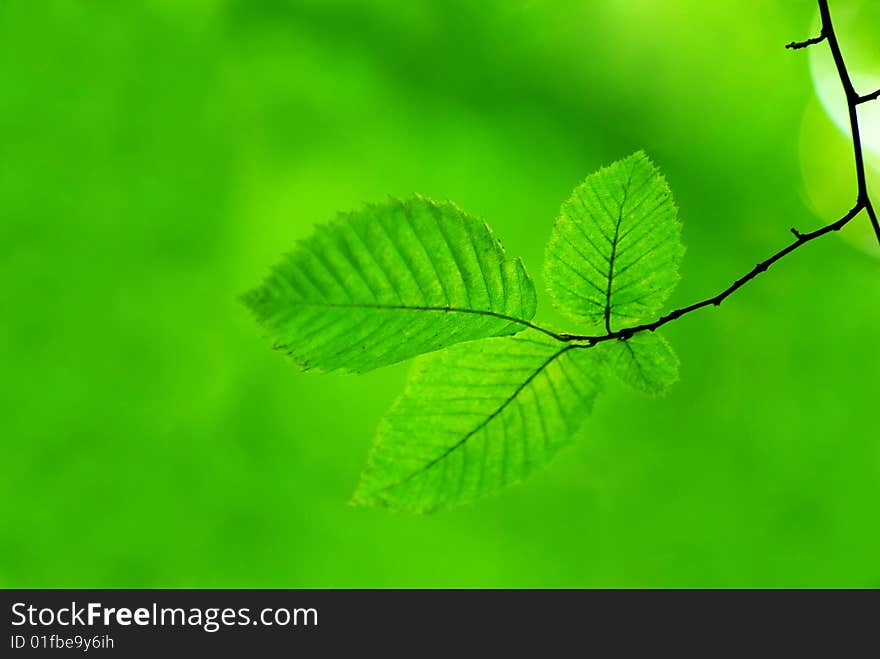 Green leaves background in sunny day