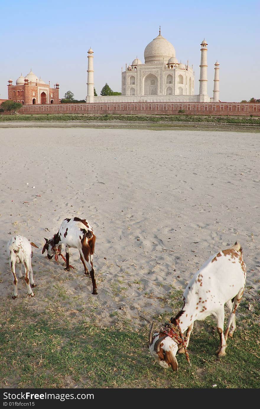 Goats on grass with Taj Mahal in background