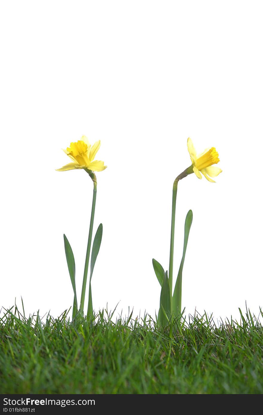 Daffodils in the studio isolated on white