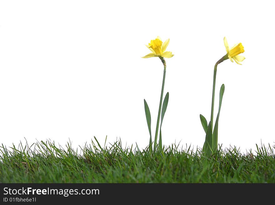 Daffodils in the studio isolated on white