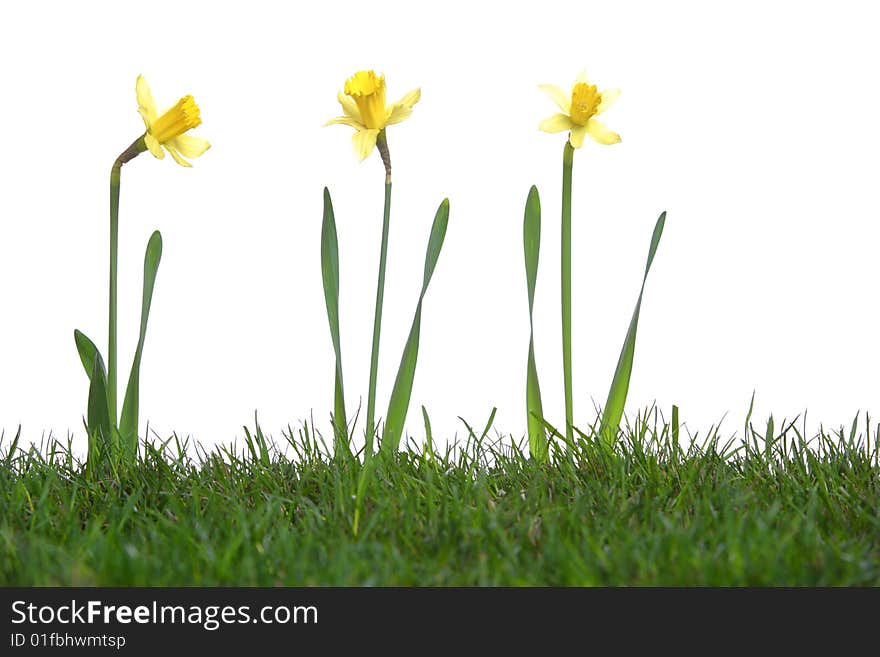 Daffodils in the studio isolated on white