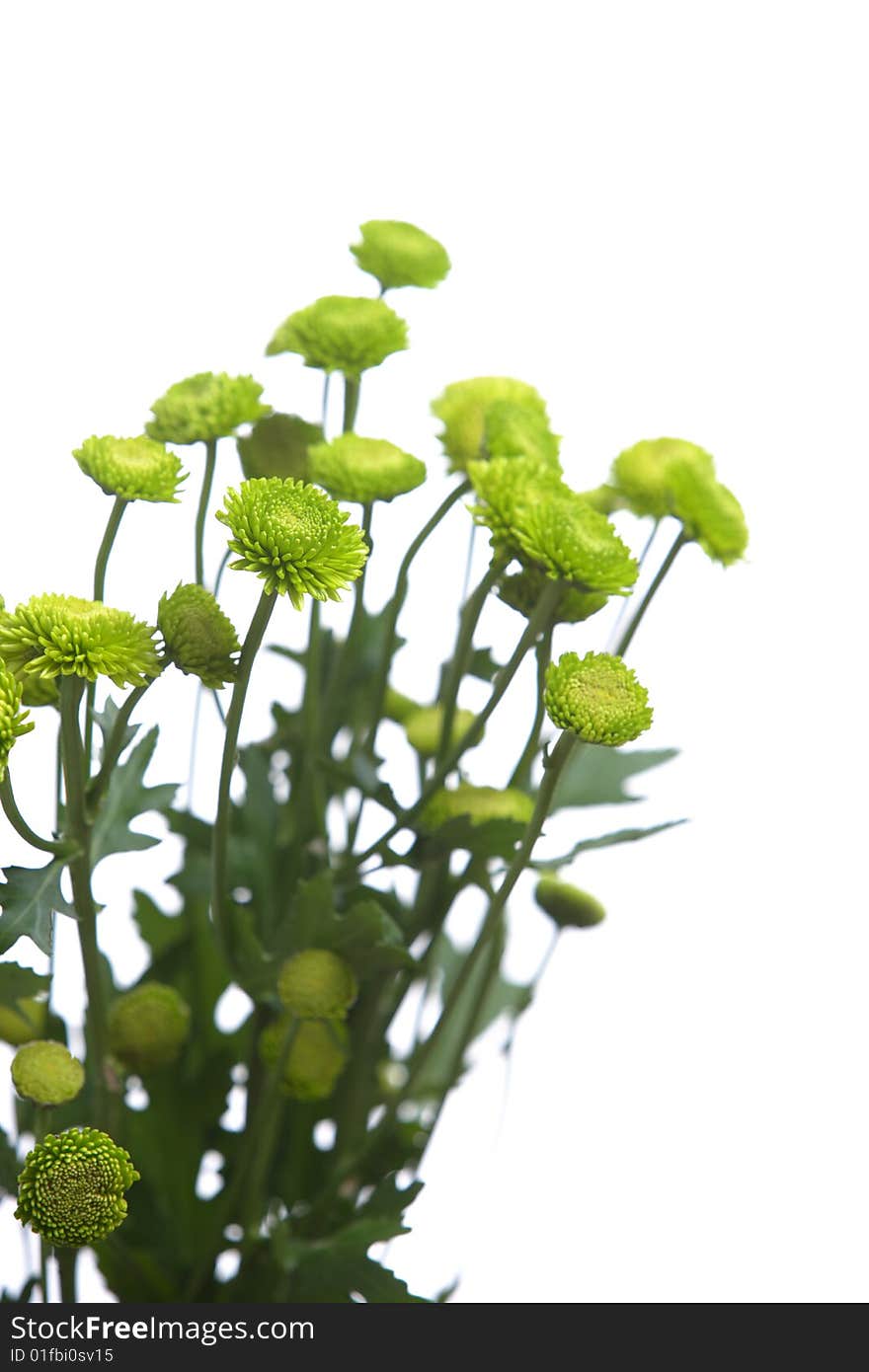 Green flowers isolated on white in the studio