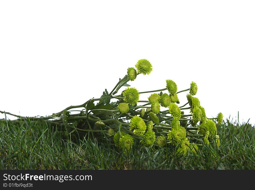 Green flowers isolated on white