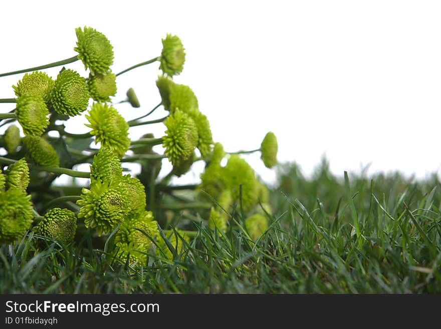 Green flowers isolated on white