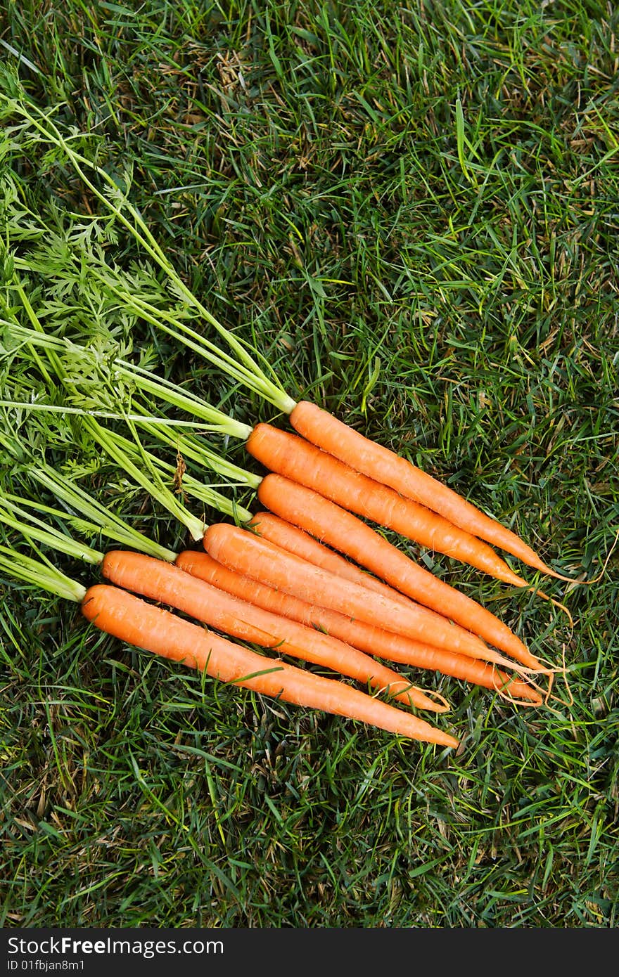 Carrots in the grass