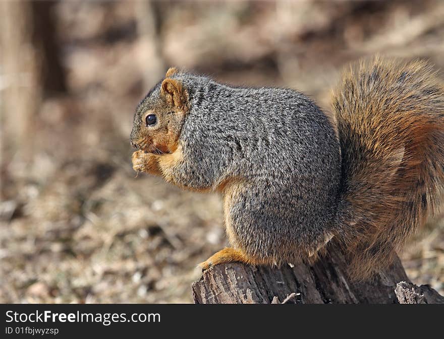 Squirrel Eating