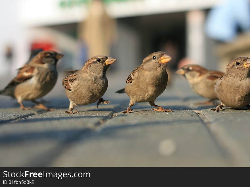 Sparrow's dancing for eat. Sparrow's dancing for eat