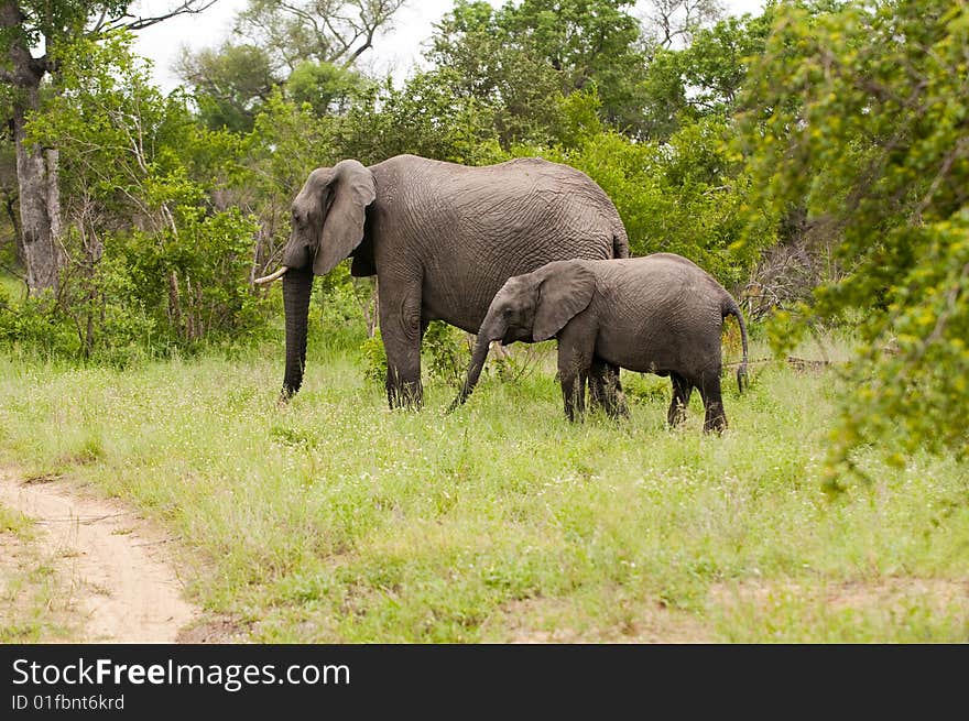 Elephant with baby elephant in Kruger Park