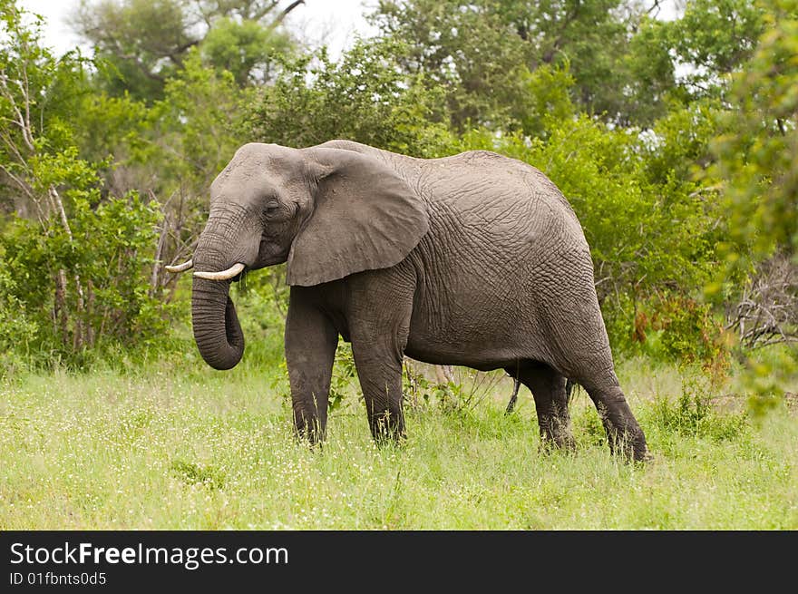 Elephant In Kruger Park