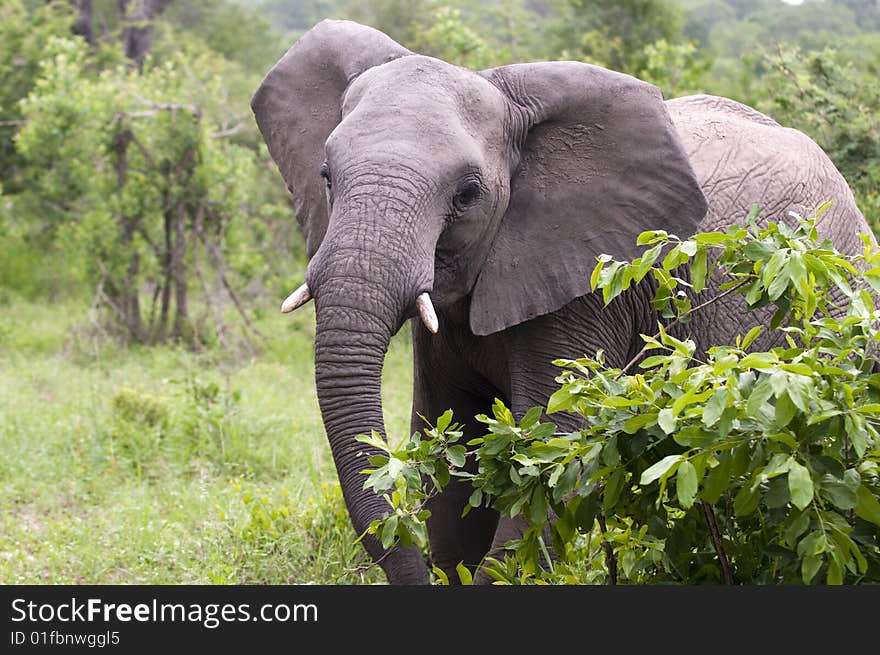 Elephant In Kruger Park