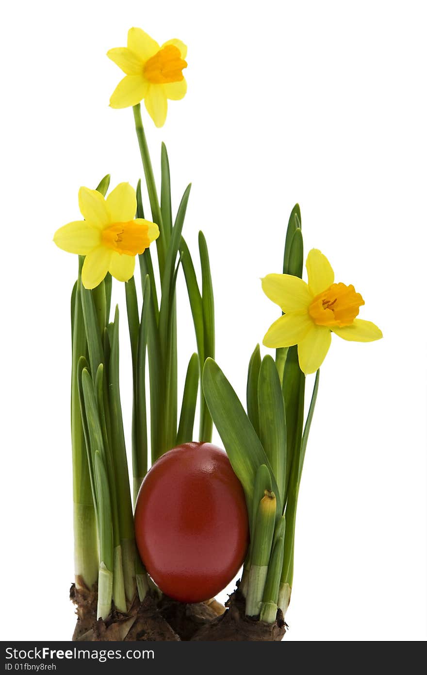 Easter eggs with yellow narcissus, tradition at the Easter time