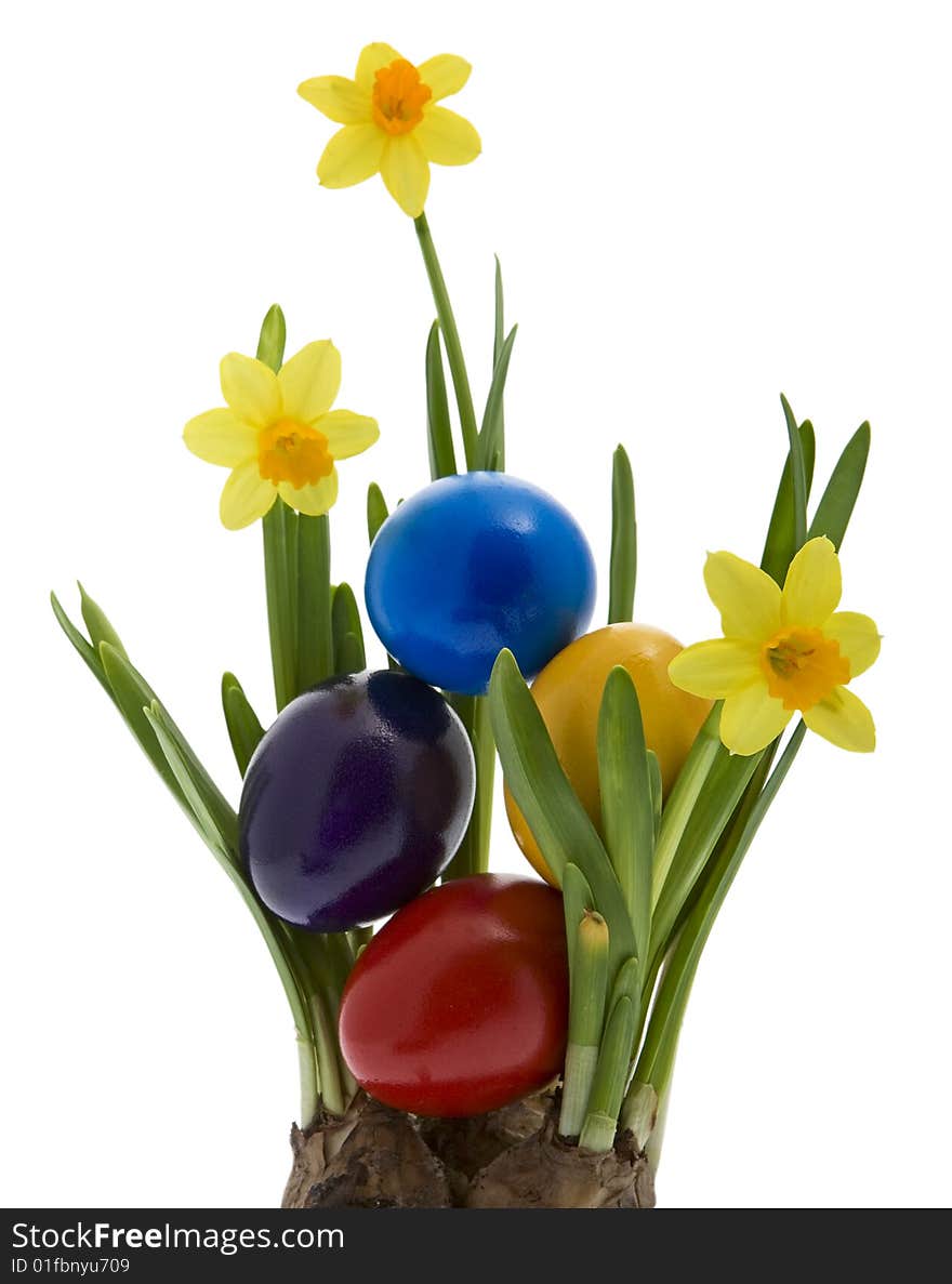 Easter eggs with yellow narcissus, tradition at the Easter time