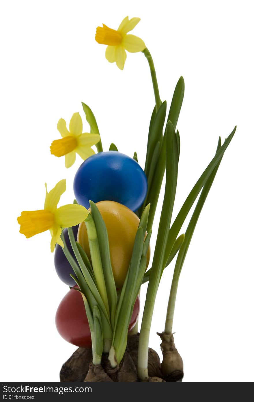 Easter eggs with yellow narcissus, tradition at the Easter time