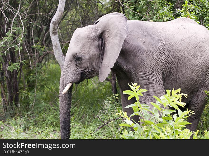 Young Elephant Mock Charging on safari in south africa.