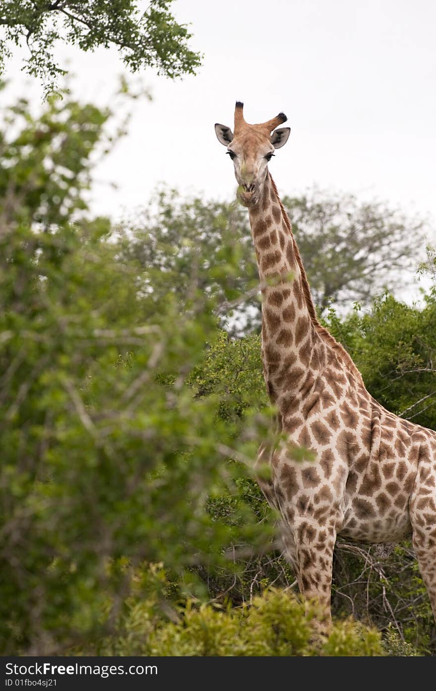 Giraffe in kruger national park