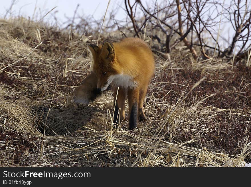 Watchful red fox in its natural habitat. Kamchatka