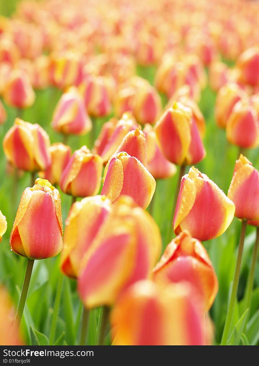 Field with a lot of candylike tulips. Field with a lot of candylike tulips