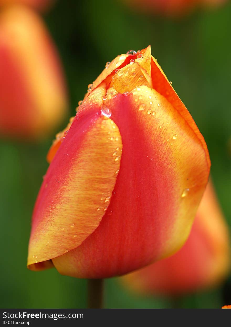 Tulip macro with dewdrops on it. Tulip macro with dewdrops on it