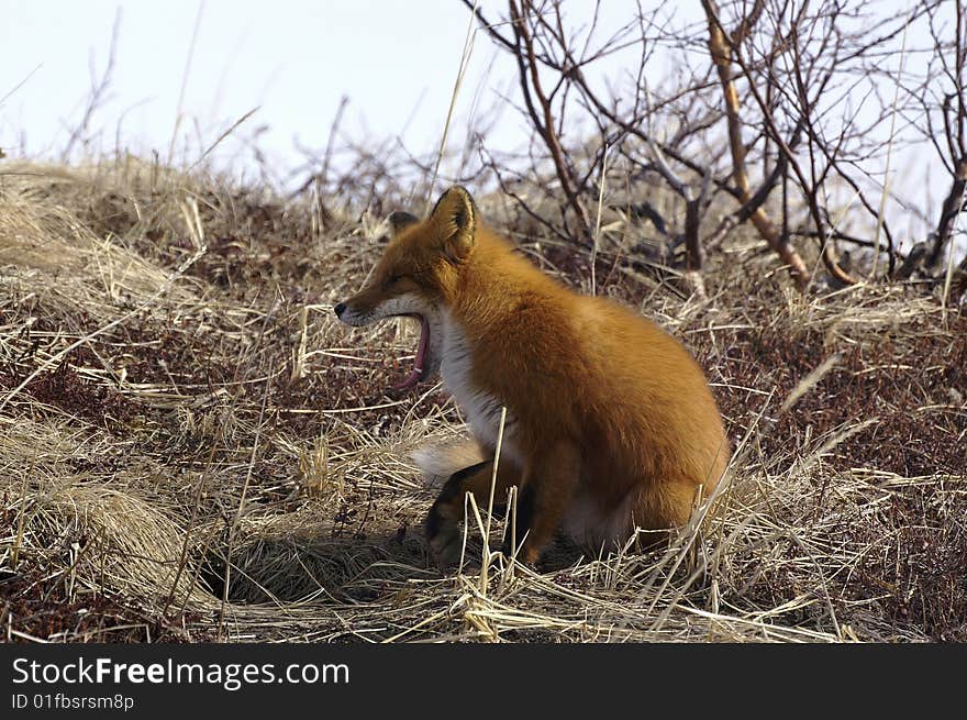 Watchful red fox in its natural habitat. Kamchatka